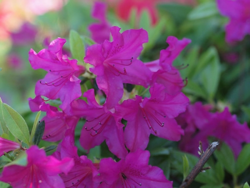 Azalea japonica 'Blaue Donau'