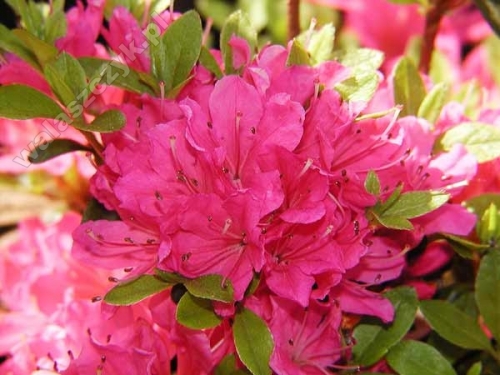 Azalea japonica 'Diamond Zamelrose'