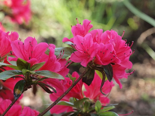 Azalia japońska 'Kazuko'