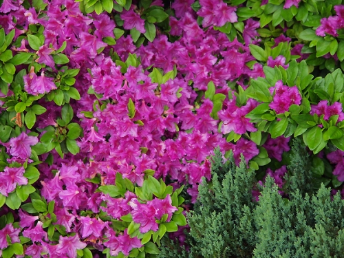 Azalea japonica 'Lilienstein'
