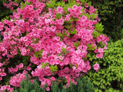 Azalea japonica 'Rosebud'