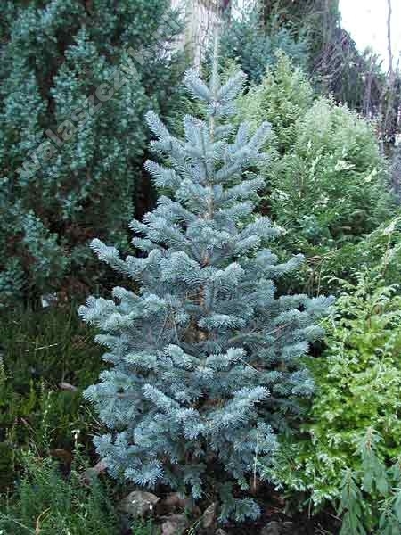 Abies lasiocarpa 'Compacta'