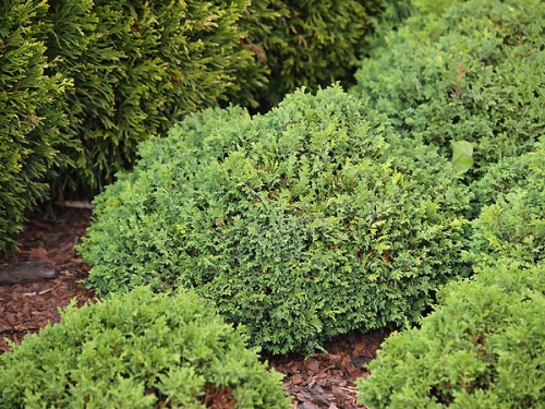 Chamaecyparis pisifera 'Hime-Savara'