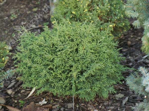 Chamaecyparis lawsoniana 'Tharandtensis Caesia'