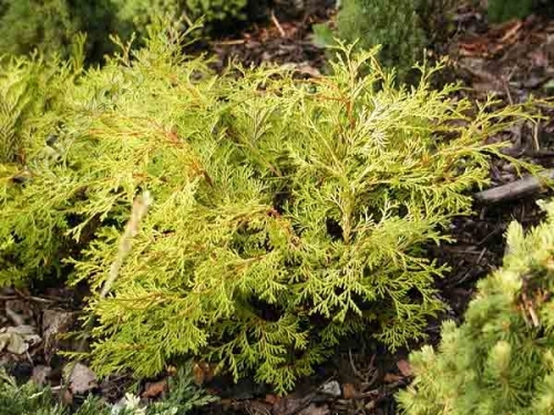 Chamaecyparis obtusa 'Kamarachiba'
