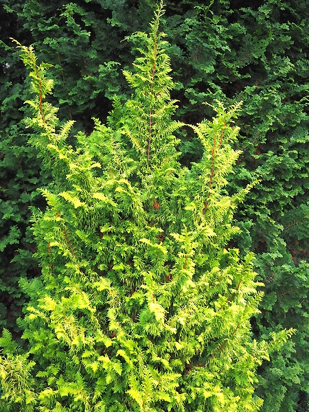 Chamaecyparis obtusa 'Tetragona Aurea'