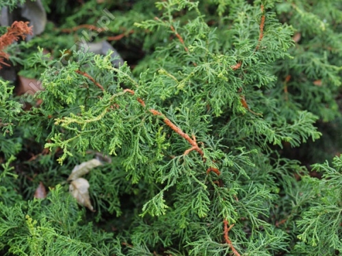 Chamaecyparis obtusa 'Torulosa'
