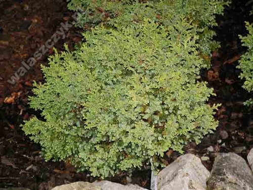 Chamaecyparis pisifera 'Juniperoides Nana'