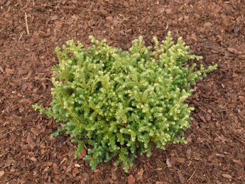 Chamaecyparis pisifera 'Spaan’s Cannonball'