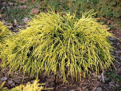 Chamaecyparis pisifera 'Wawel'