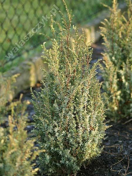Juniperus communis 'Franklin Constance'