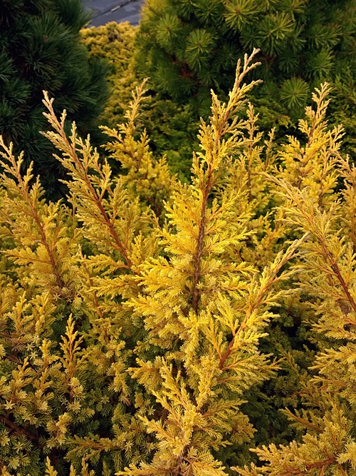 Juniperus chinensis 'Goldfern'