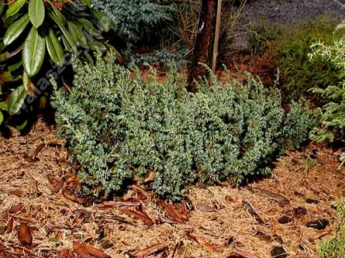 Juniperus communis 'Minima'