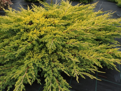 Juniperus procumbens 'Kishiogima'