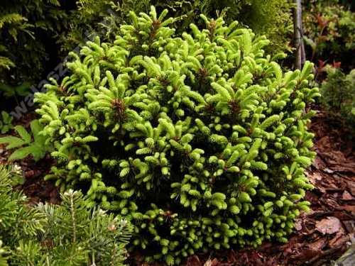 Picea abies 'Ohlendorfii'