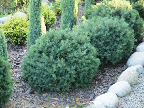 Picea abies 'Veitchii'