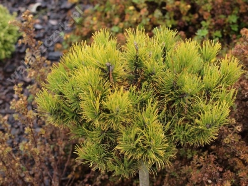 Pinus mugo 'Carstens Wintergold Pa'
