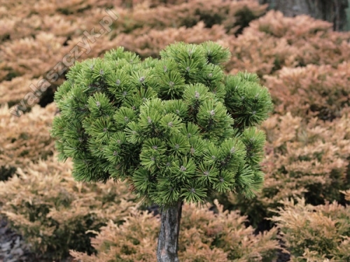 Pinus mugo 'Rybnik'