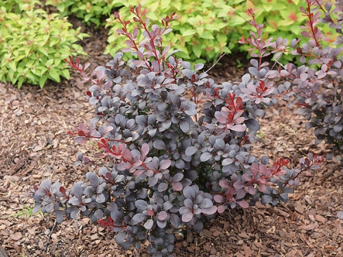 Berberis thunbergii 'Dart's Red Lady'
