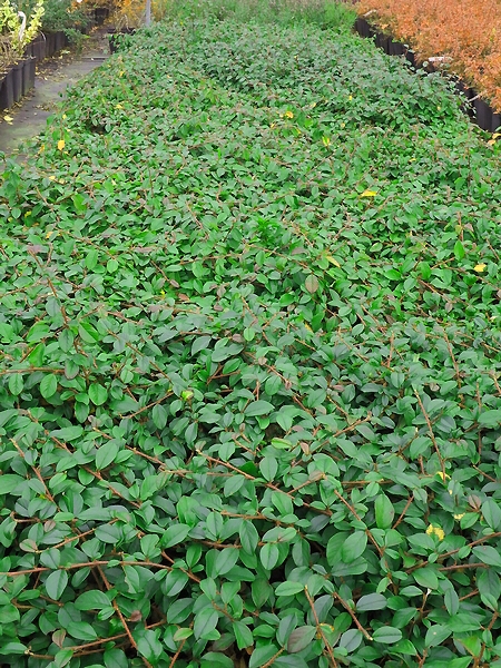 Cotoneaster dammeri 'Major'