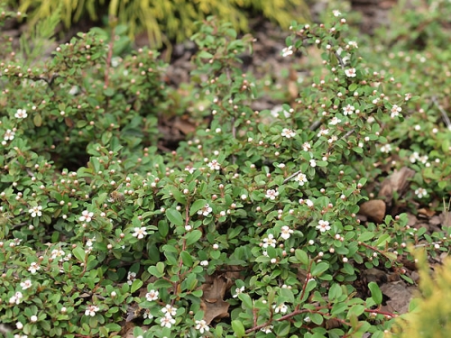 Cotoneaster radicans 'Eichholz'
