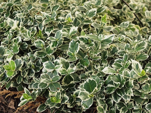 Euonymus fortunei 'Silver Queen'