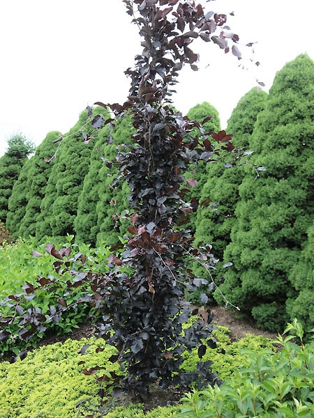 Fagus sylvatica 'Dawyck Purple'