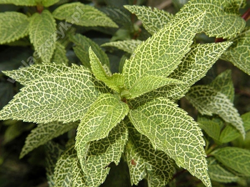 Forsythia koreana 'Kumsum'