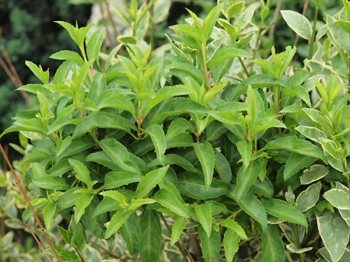 Forsythia x 'Maja'