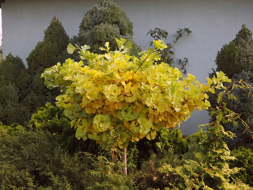 Ginkgo biloba 'Mariken Pa'
