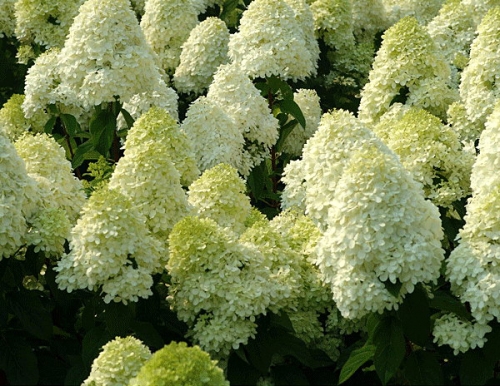 Hydrangea paniculata 'Limelight ®'