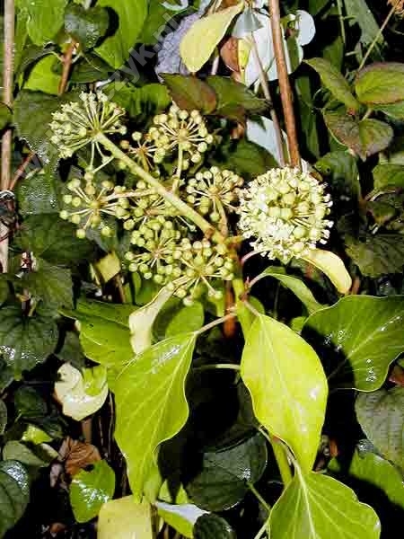 Hedera helix 'Arborescens'