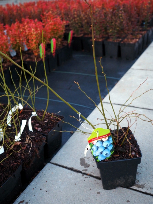 Vaccinium corymbosum 'Early Blue'